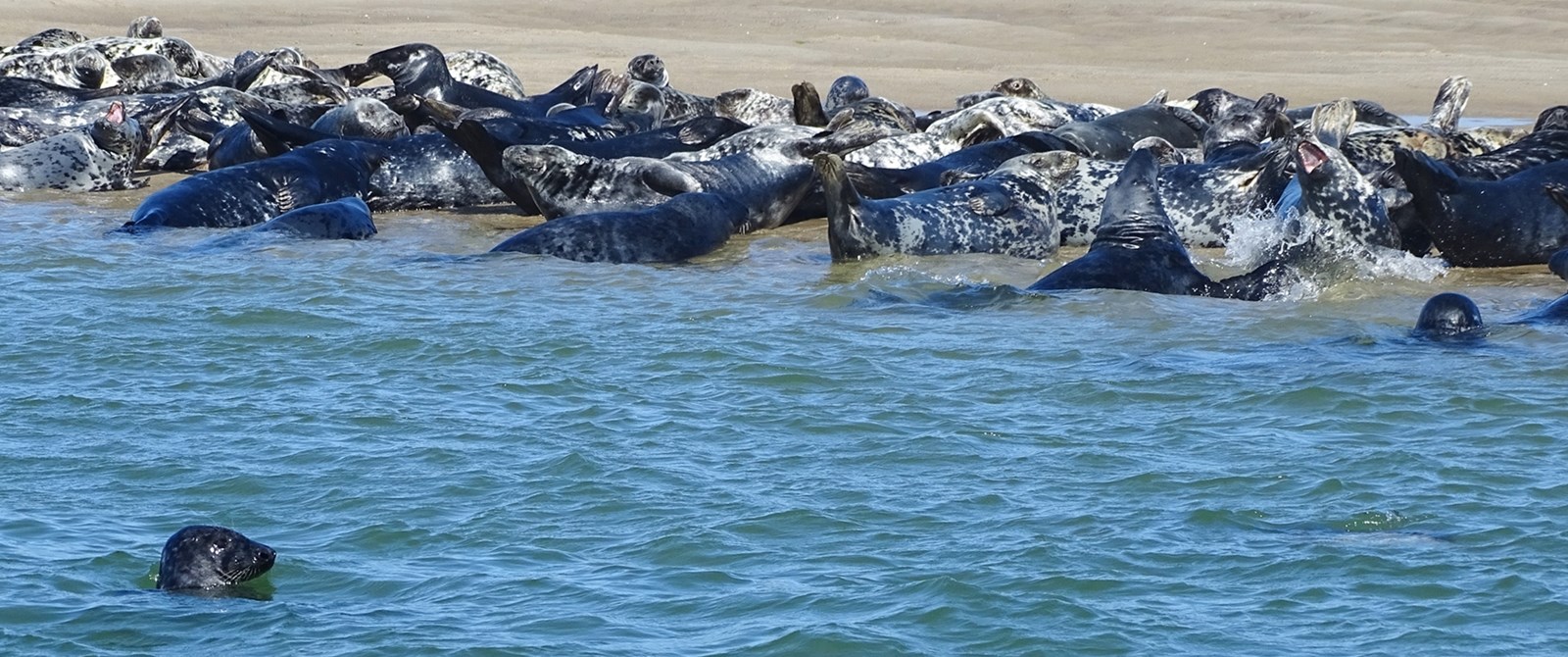 The best way to watch harbor and gray seals up close on Cape Cod is on a seal tour on one of the many boat tours leaving from Chatham and Orleans.